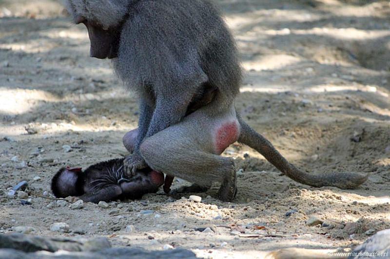 2010-08-24 (626) Aanranding en mishandeling gebeurd ook in de apenwereld.jpg